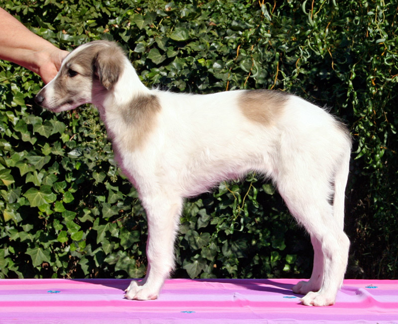 Surf Spots - Girl 2 Left